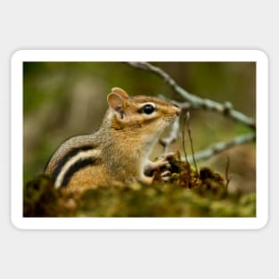 Chipmunk Sticker